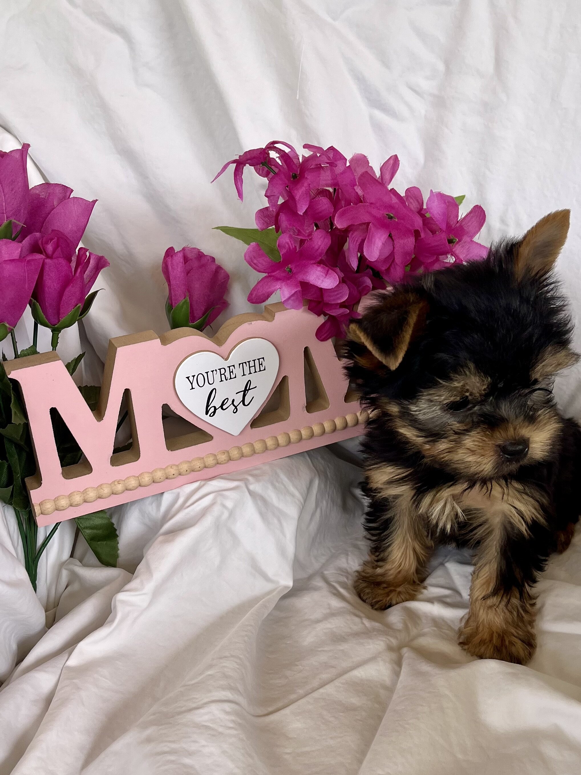 Puppy image 8