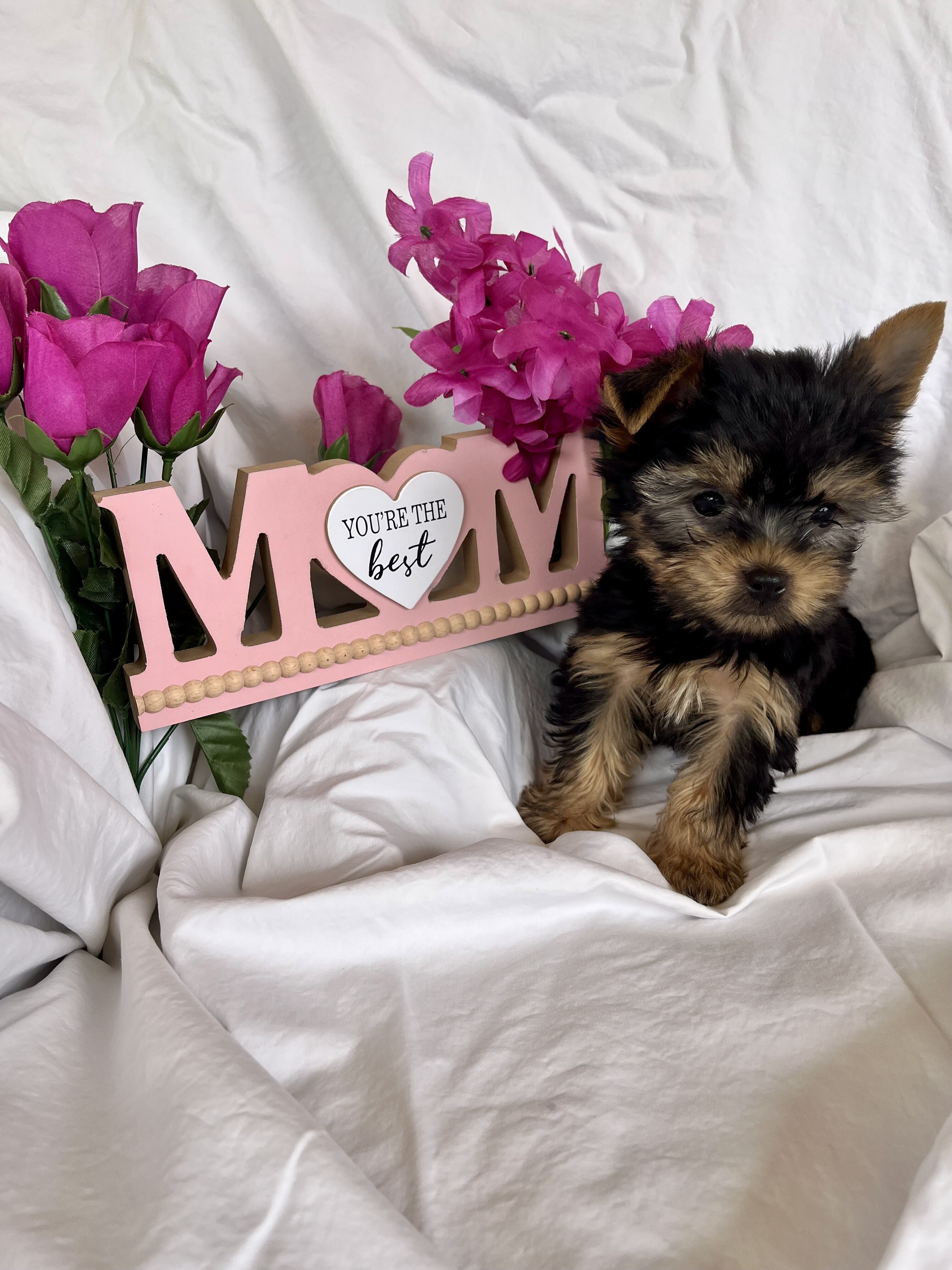 Puppy image 7