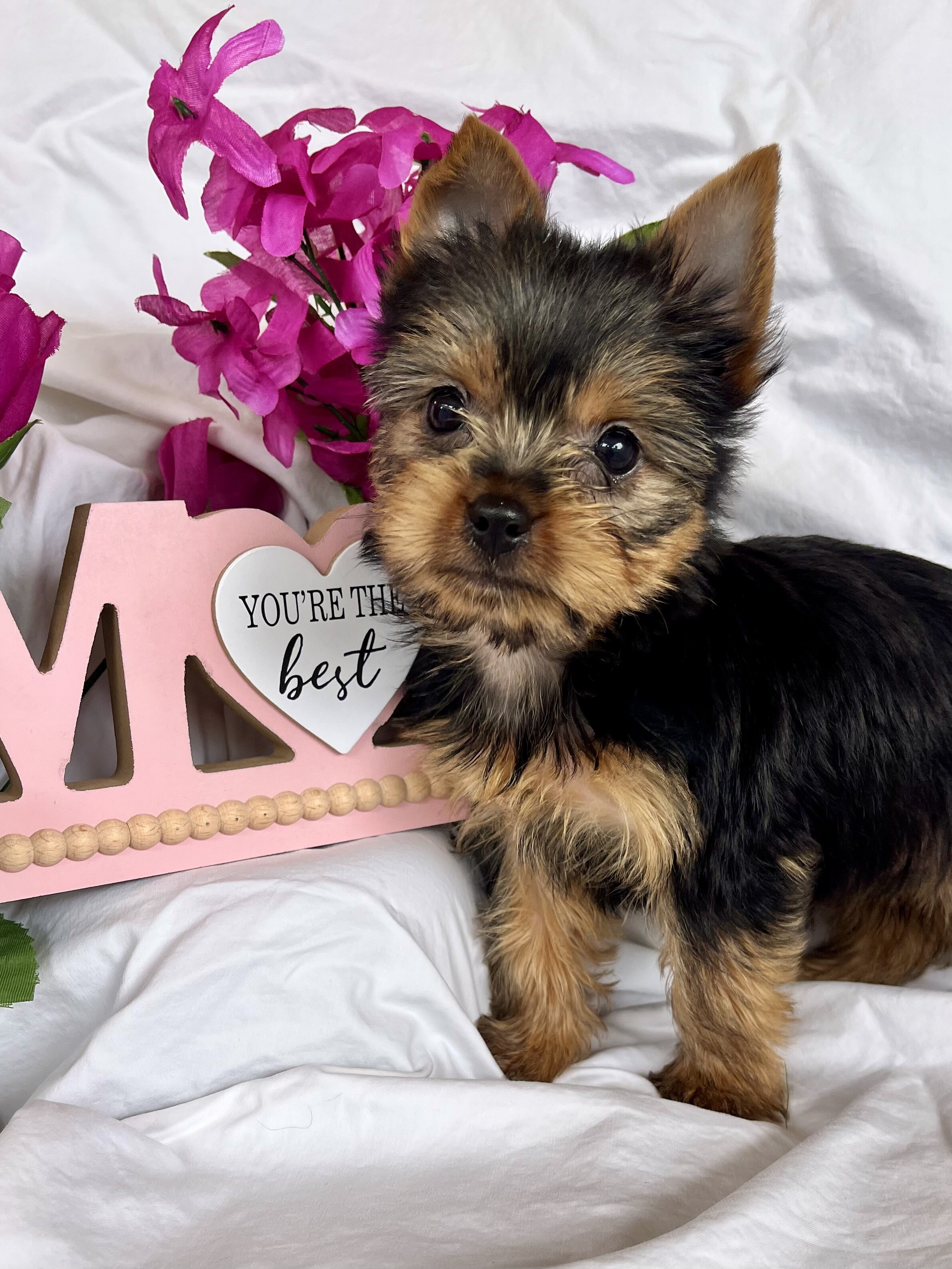 Puppy image 6