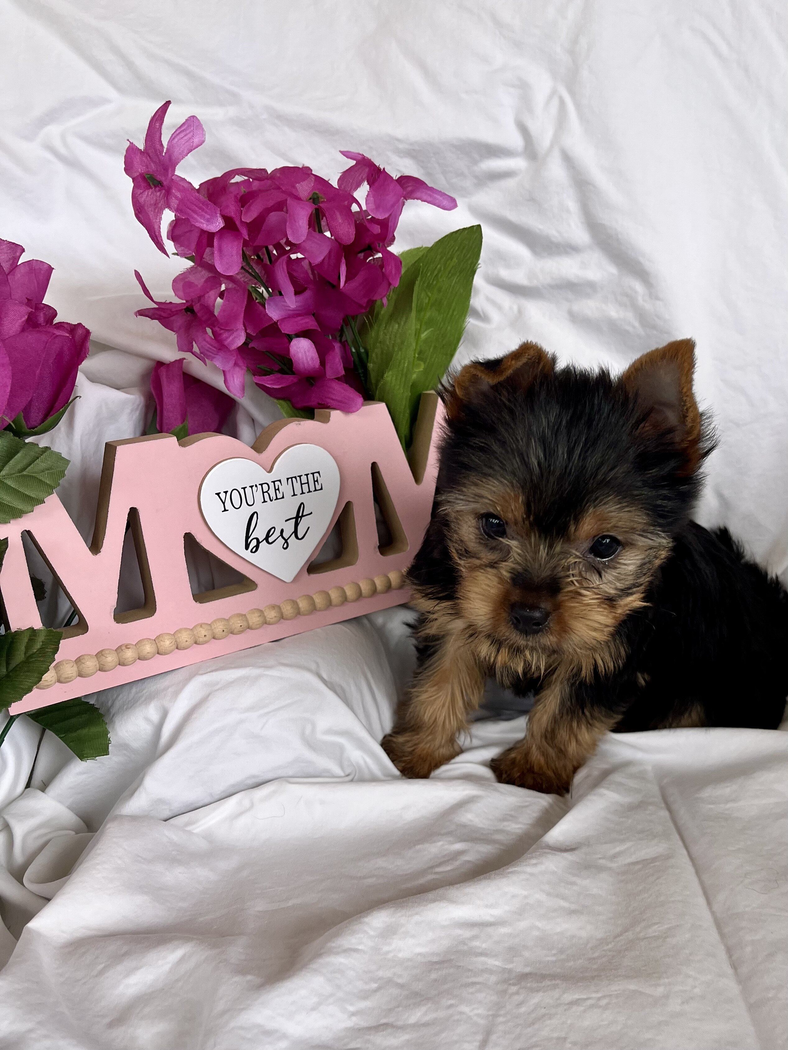 Puppy image 5