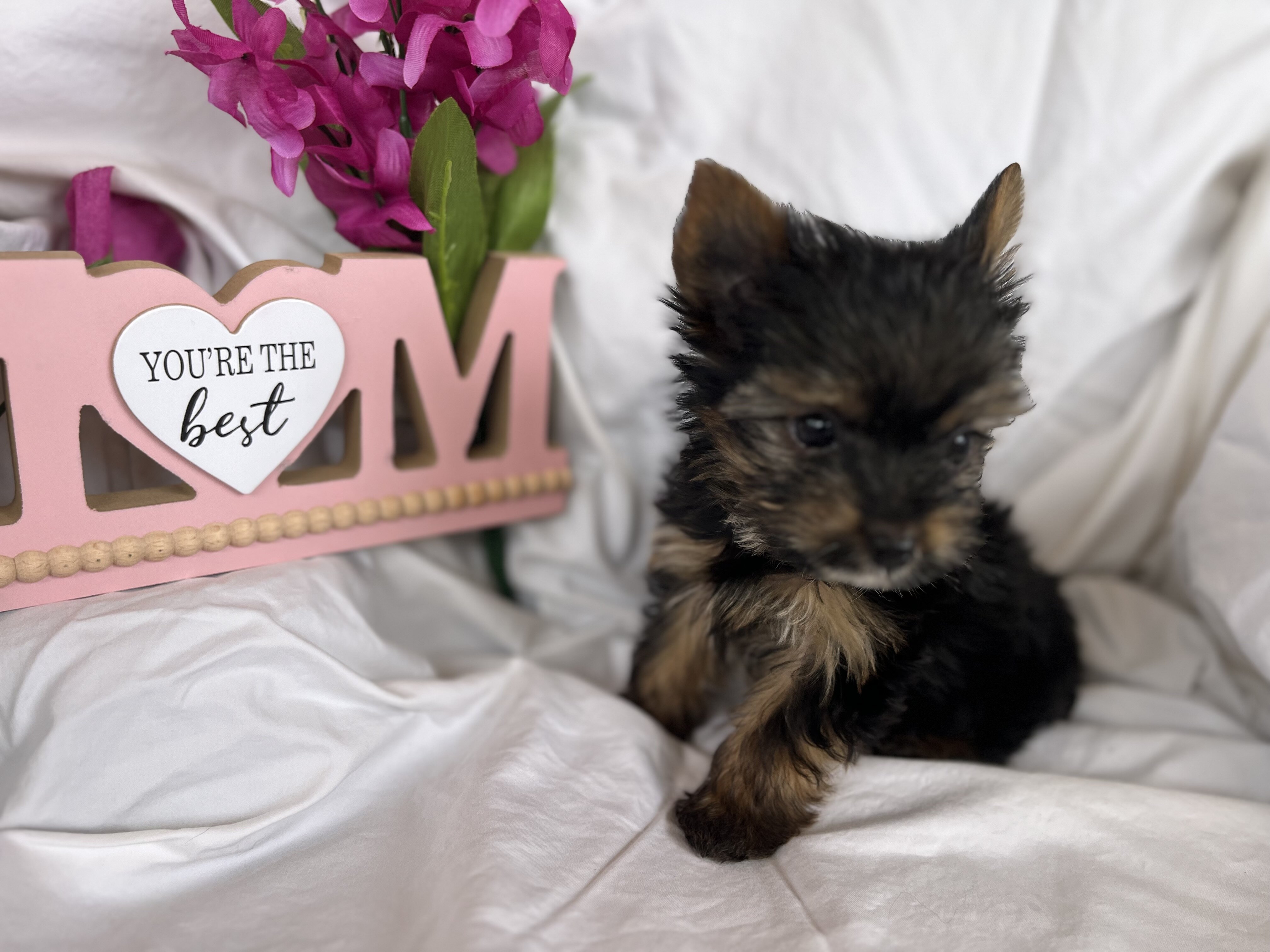 Puppy image 4