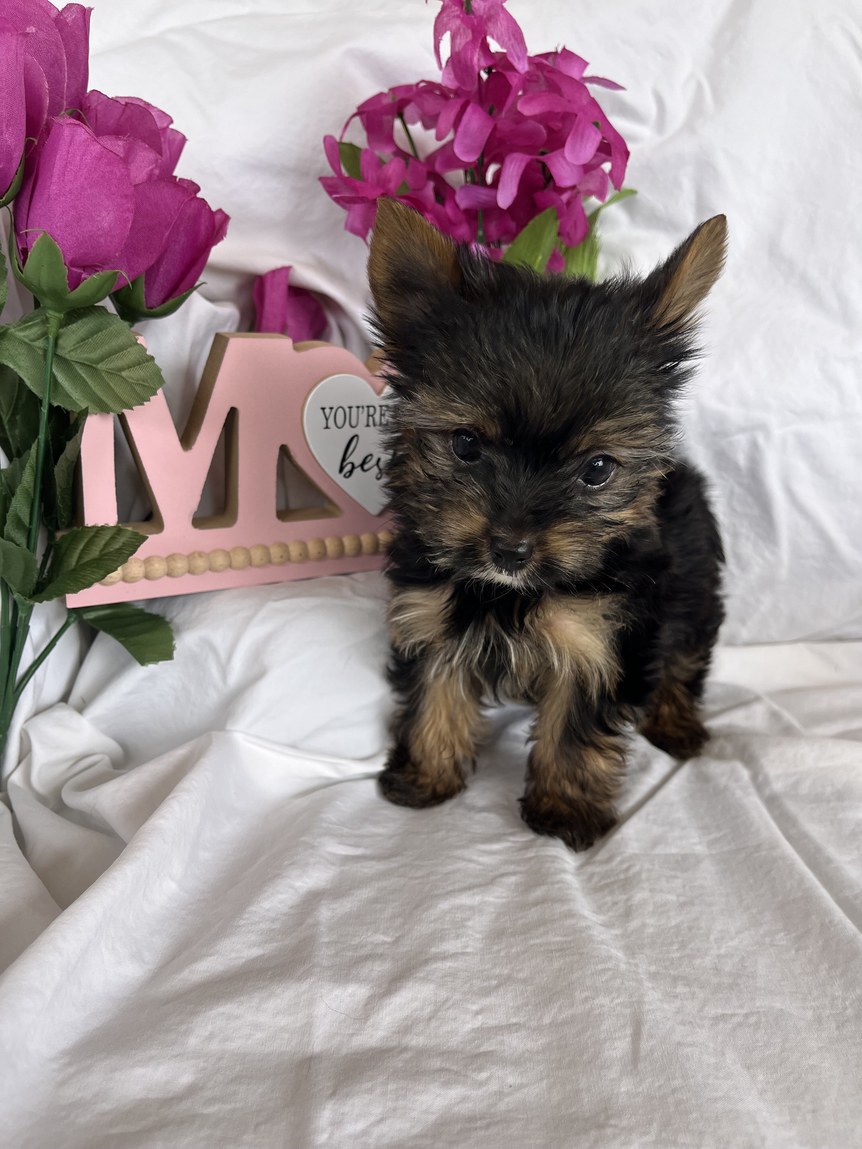 Puppy image 3