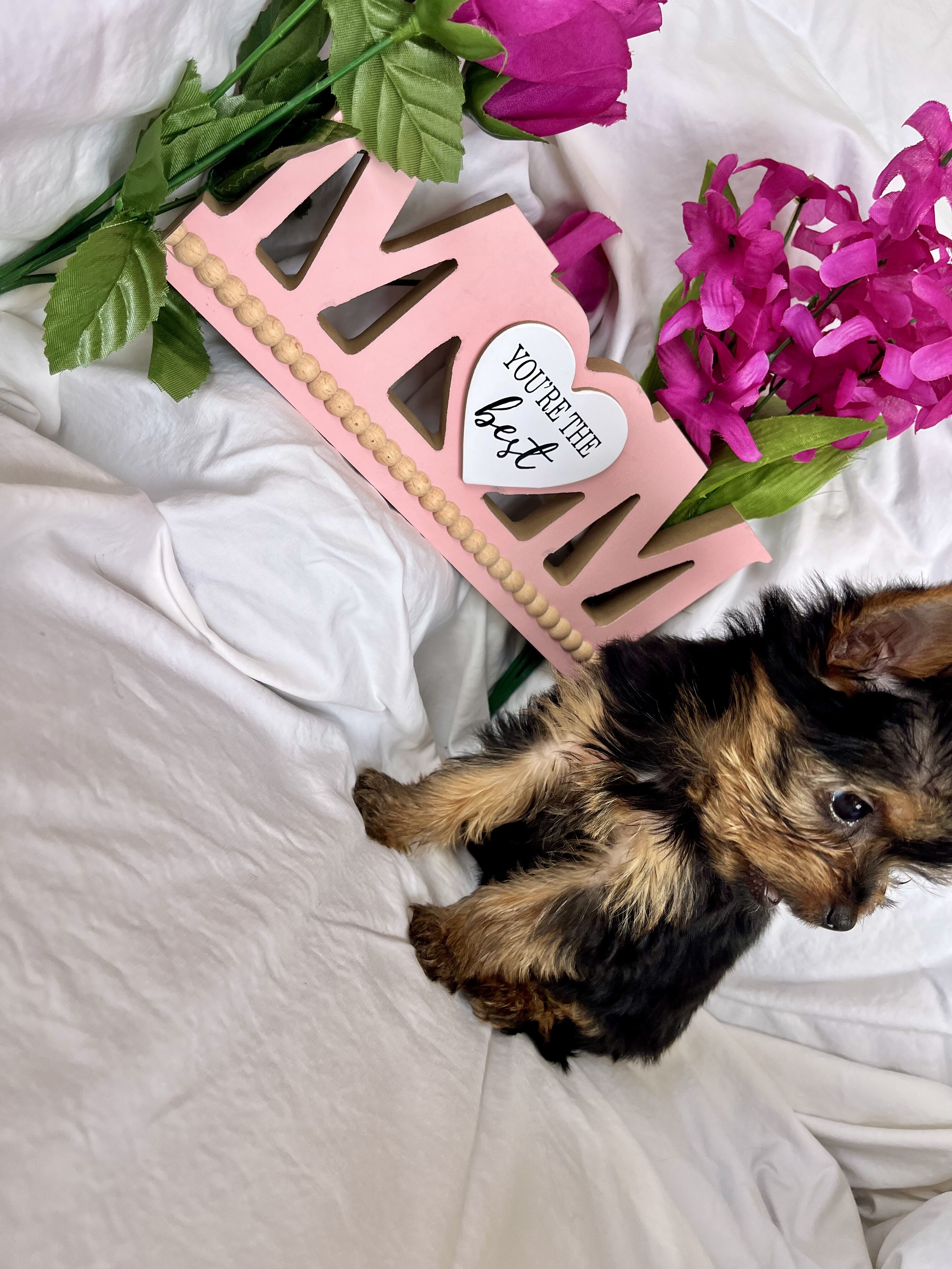 Puppy image 2