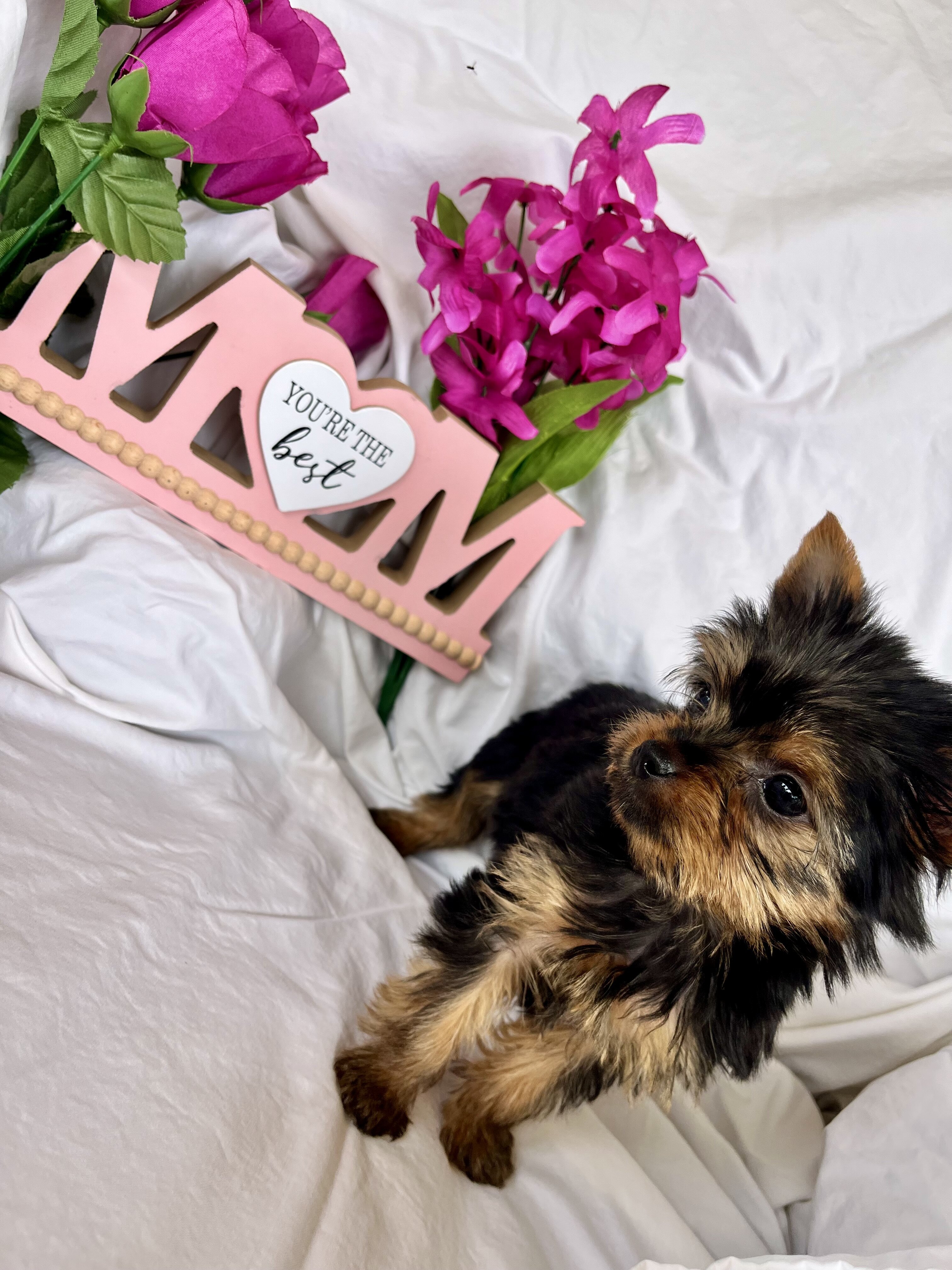 Puppy image 1