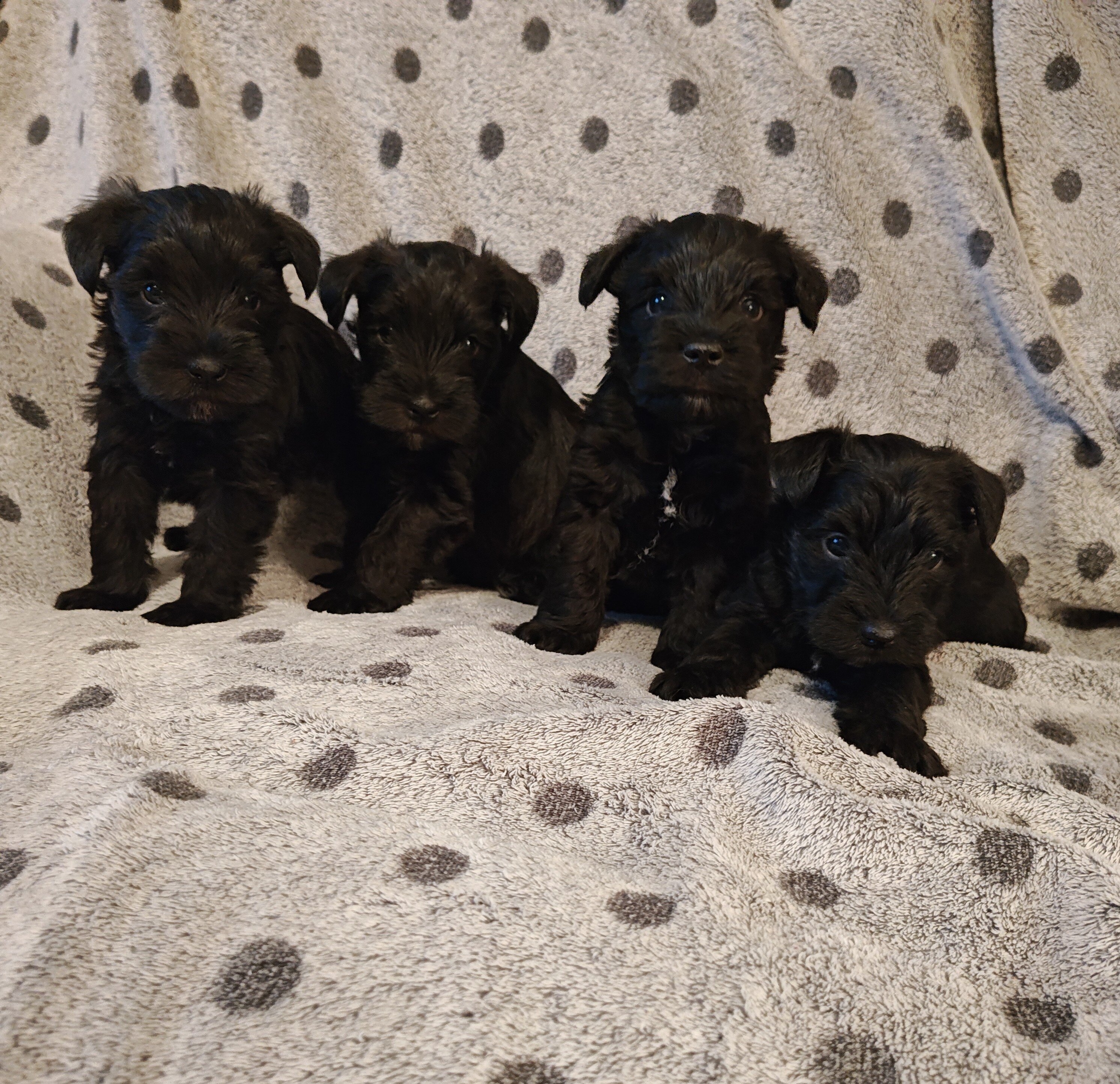 AKC miniature schnauzer image 1