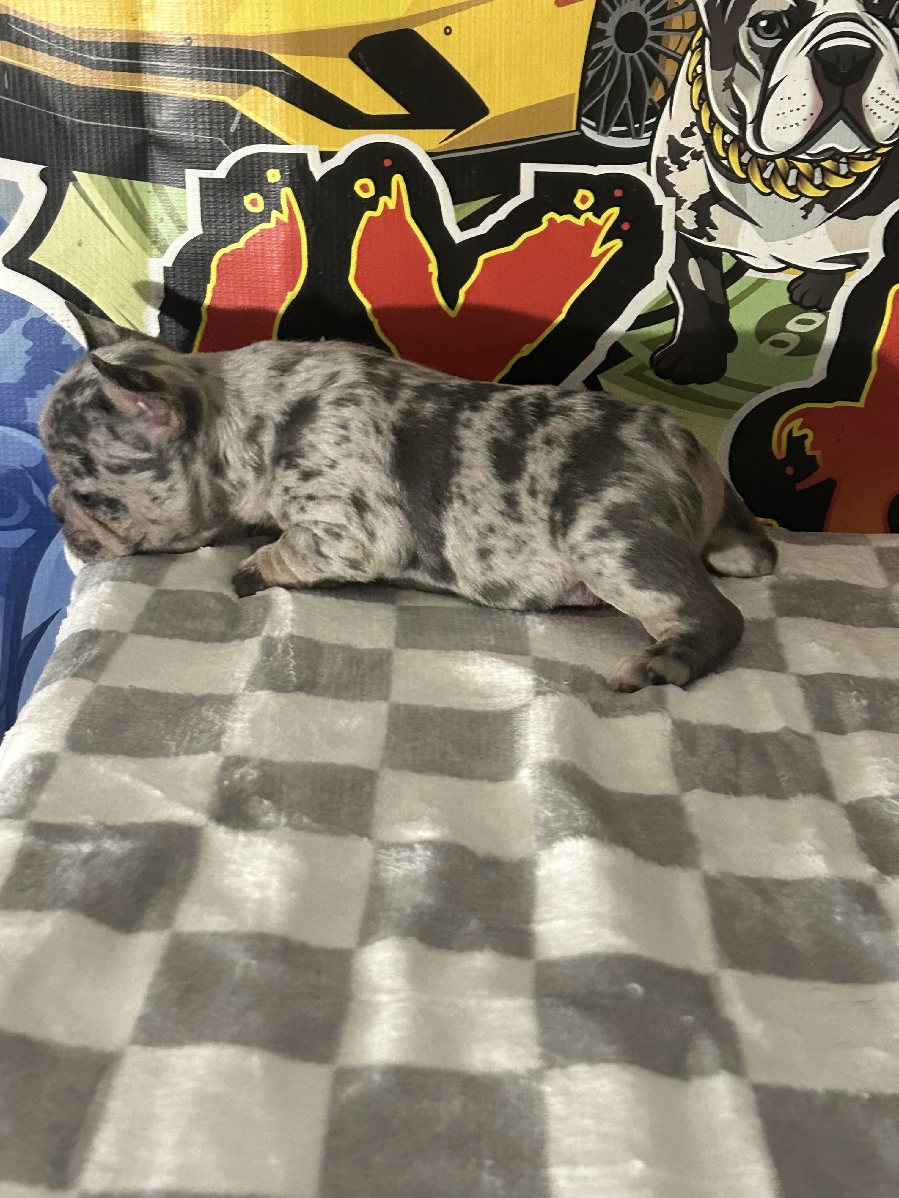 Frenchie Puppy image 4
