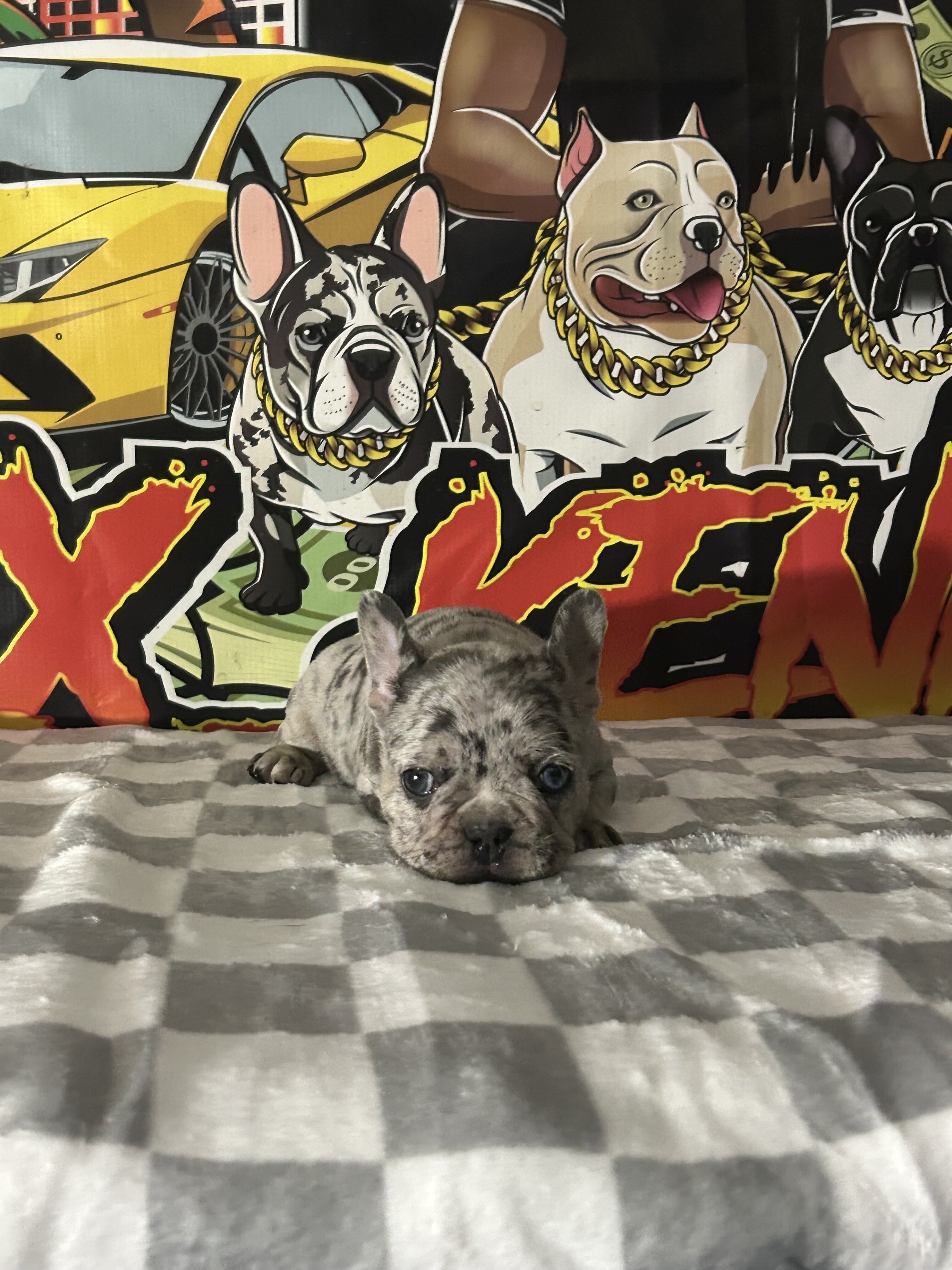Frenchie Puppy image 2
