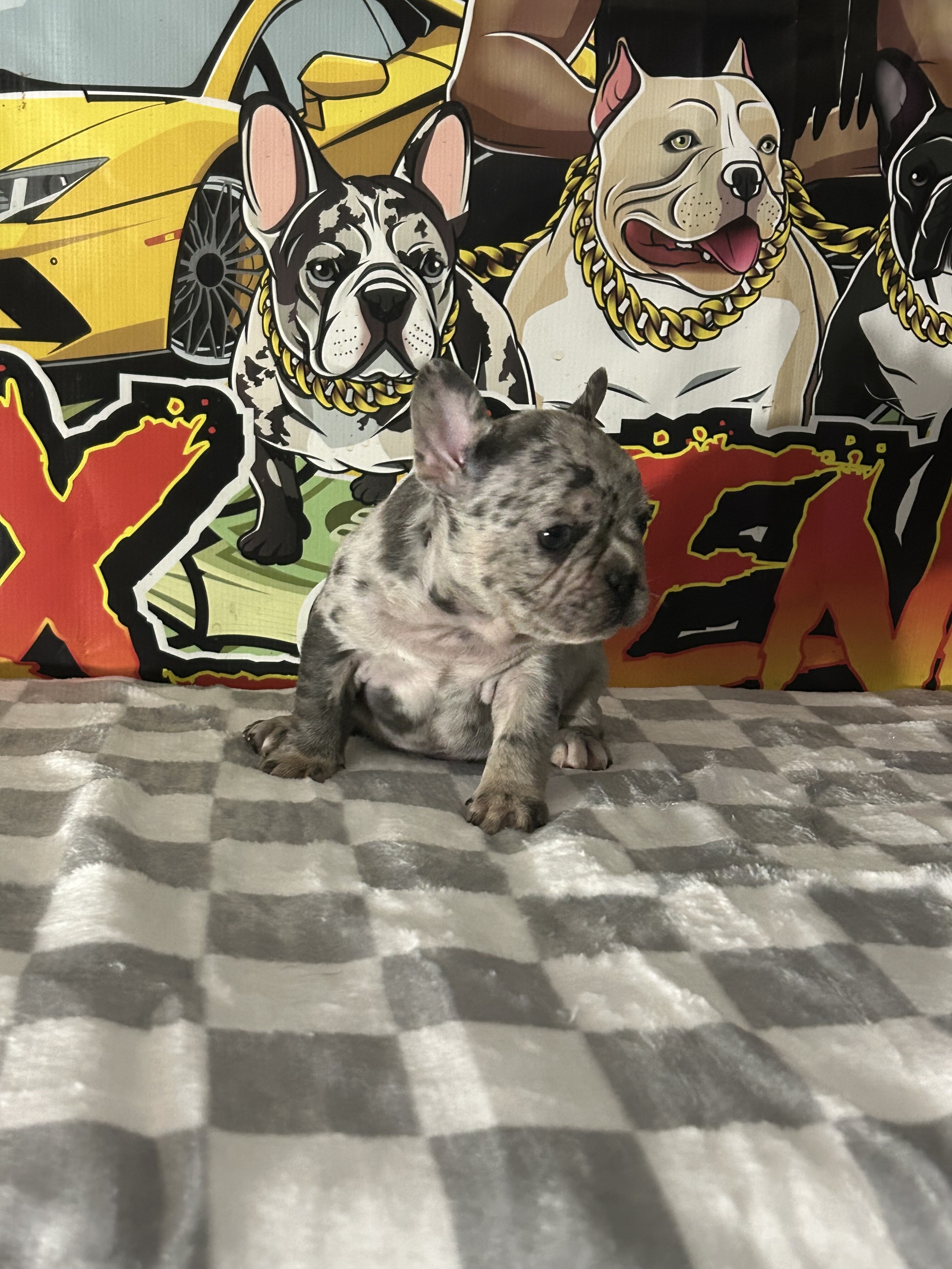 Frenchie Puppy image 3
