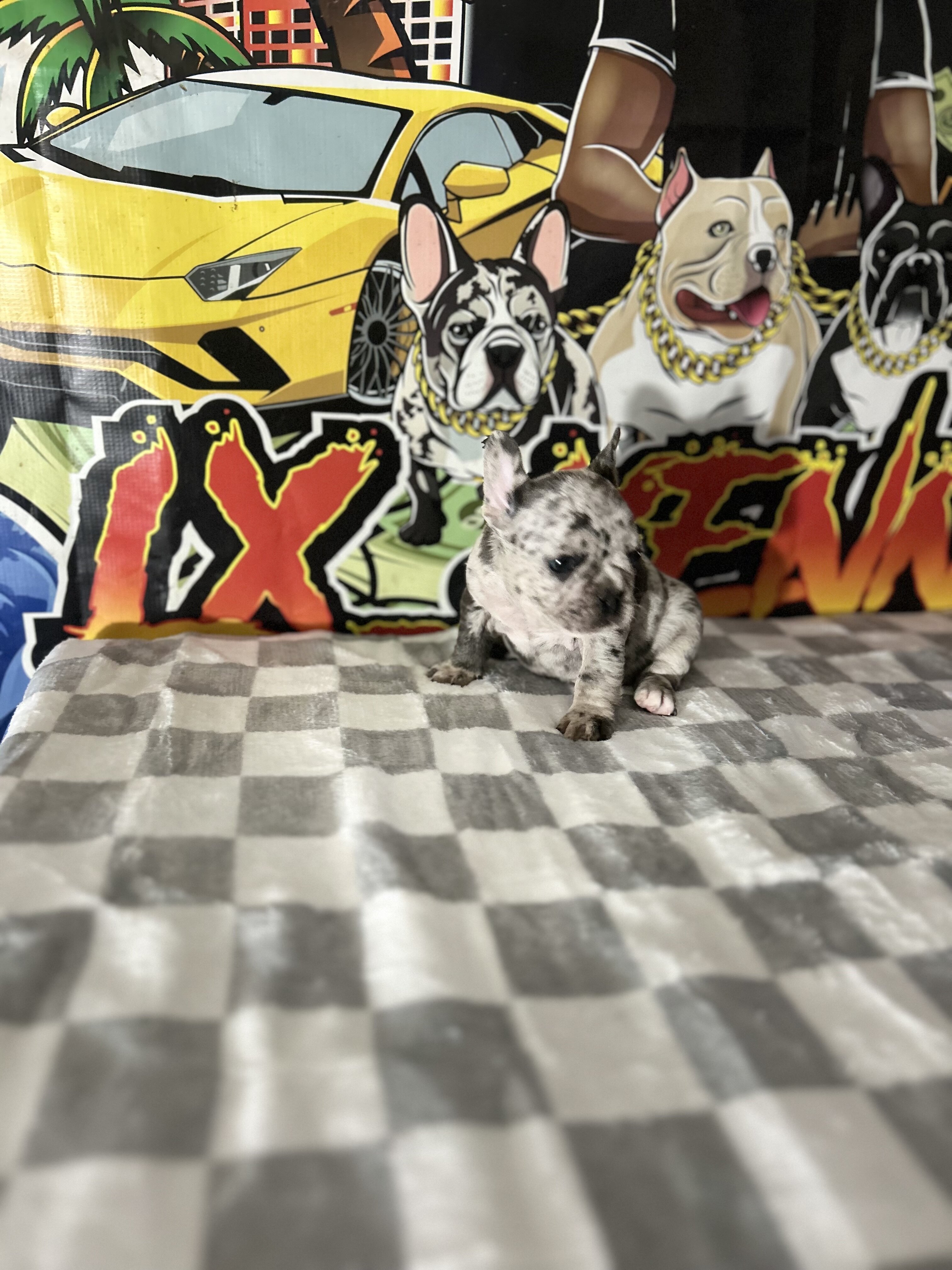 Frenchie Puppy image 5