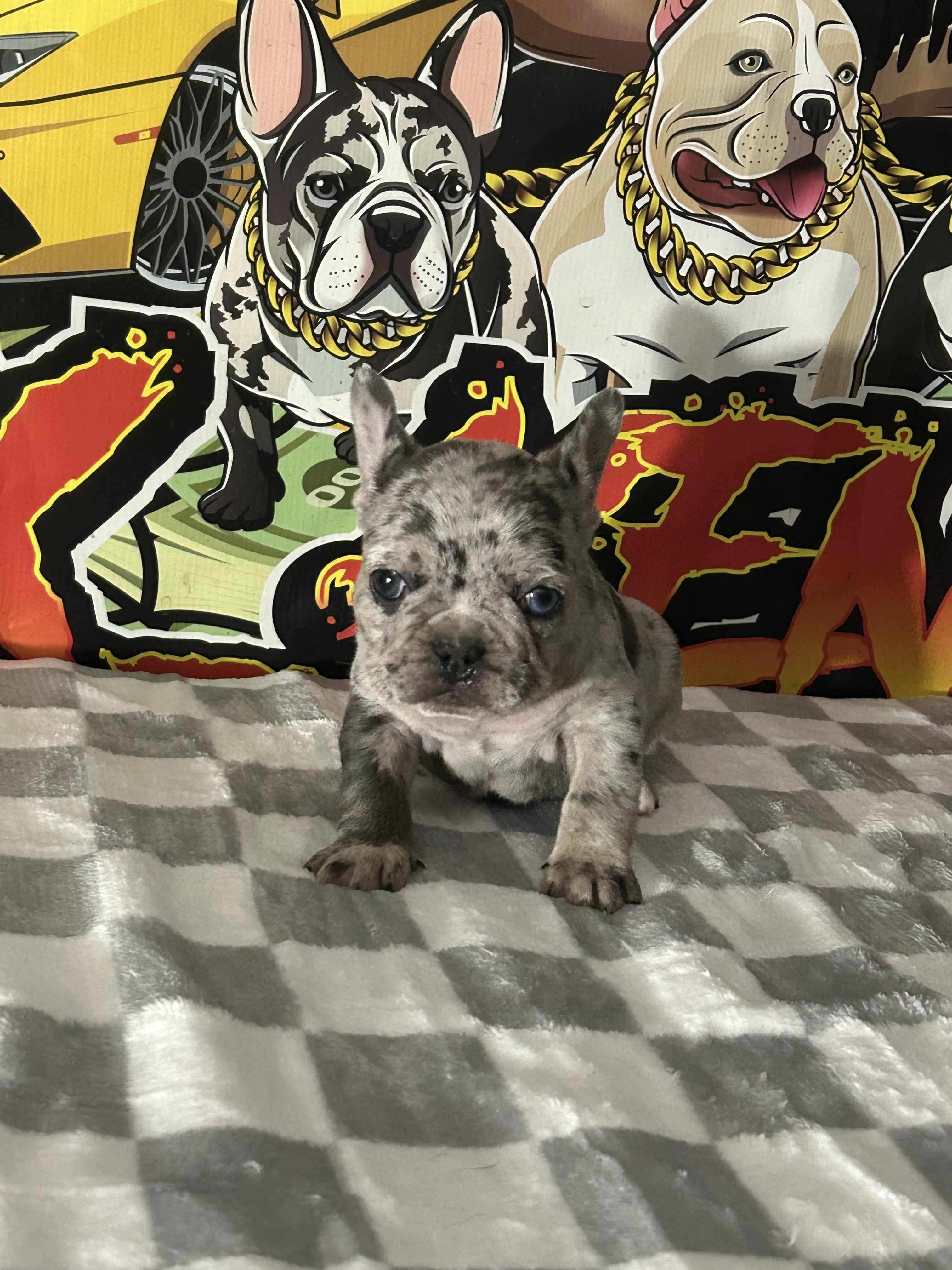 Frenchie Puppy image 1
