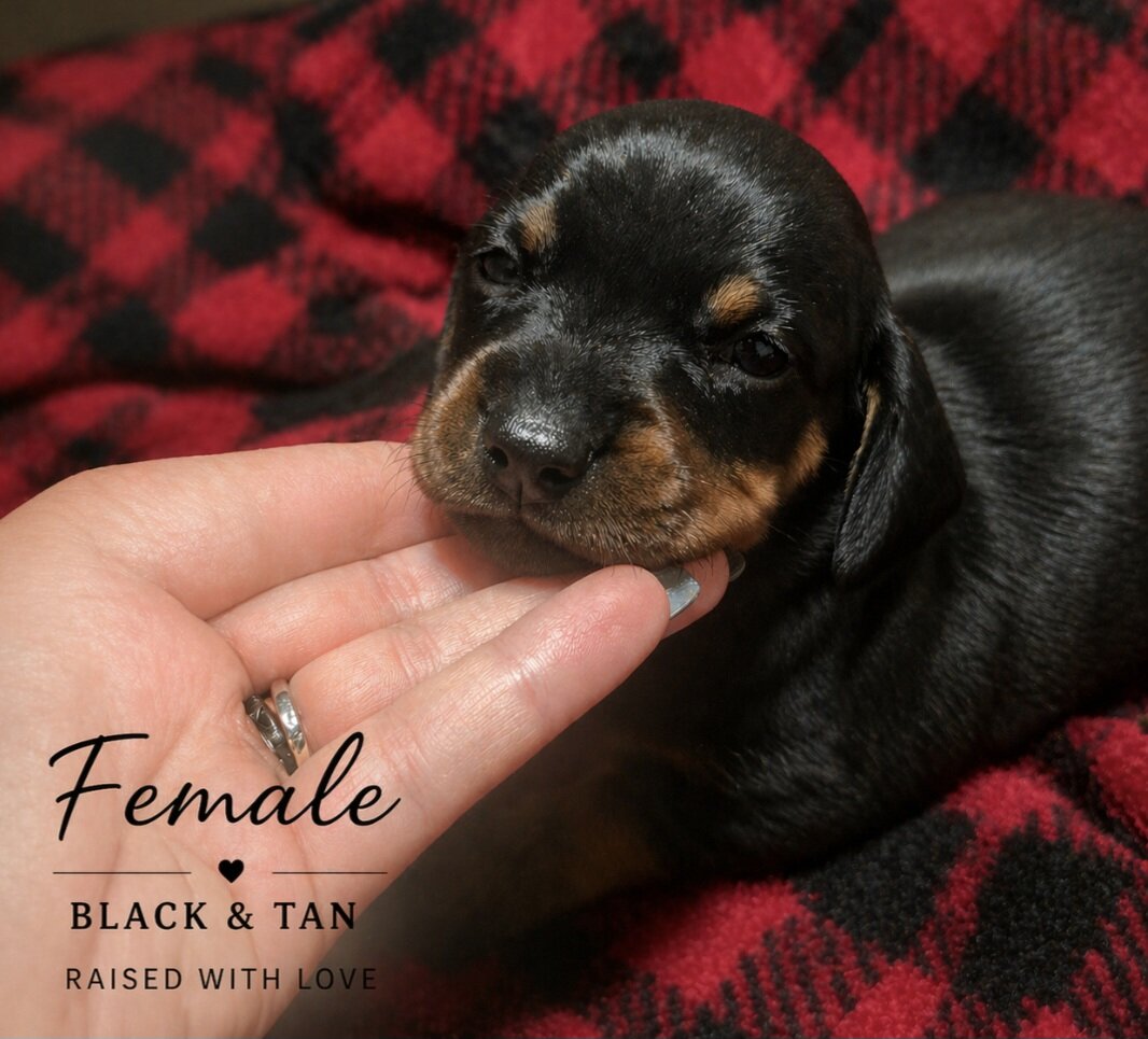 Female dachshund image 1