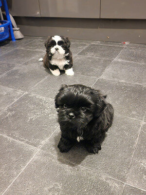 Quality Bred Family Rasied Shih Tzu puppies image 1