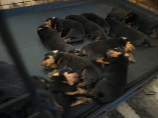 Sweet Rottweiler Puppies image 1