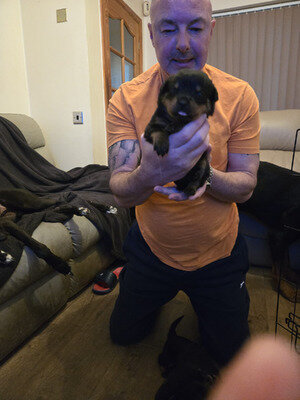 Sweet Rottweiler Puppies image 2