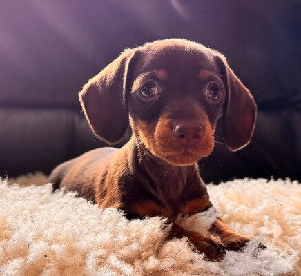 Well Trianed dachshund puppies image 2