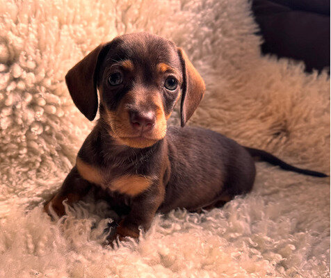 Well Trianed dachshund puppies image 1