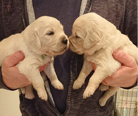 Two Adorable Retrievers puppies image 2