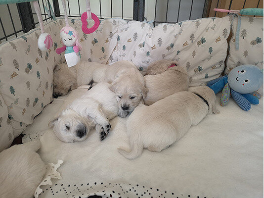 Two Adorable Retrievers puppies image 1