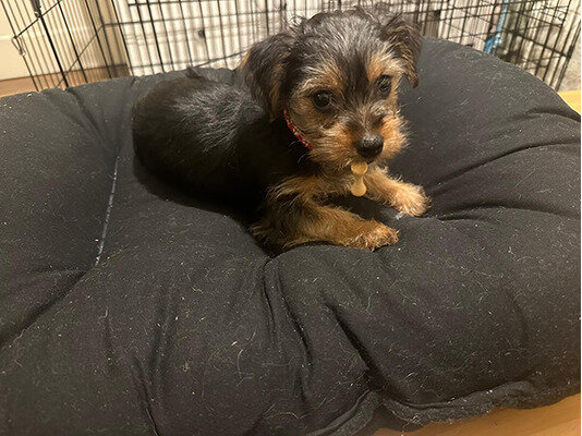 Registered Yorkshire terrier Puppies image 2