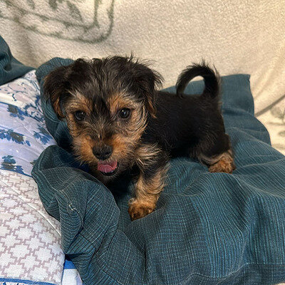 Registered Yorkshire terrier Puppies image 1