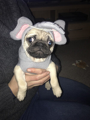 Cute and Adorable Pug Puppies image 2