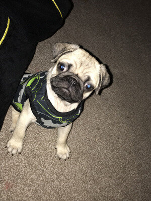 Cute and Adorable Pug Puppies image 1