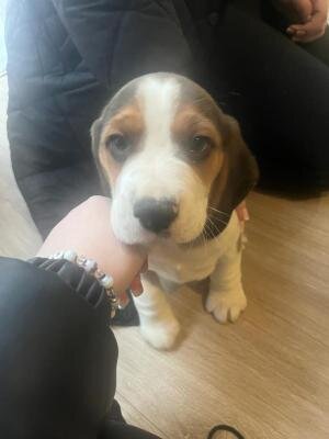 Beautiful Beagle Puppies image 2