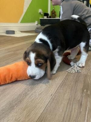 Beautiful Beagle Puppies image 1