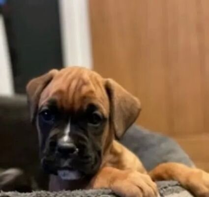 AKC Boxer Puppies image 2