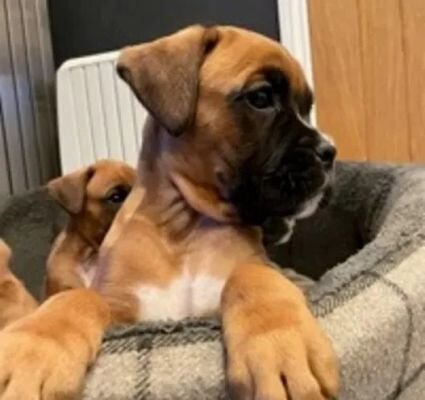 AKC Boxer Puppies image 1