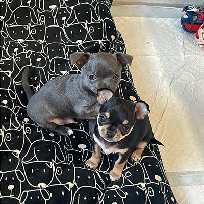 Beutifull Chihuahua Puppies image 2