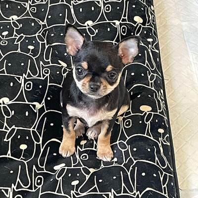 Beutifull Chihuahua Puppies image 1