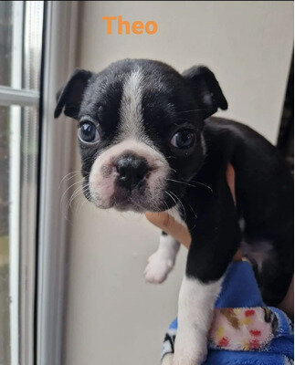 Cute Boston Terrier Puppies image 2
