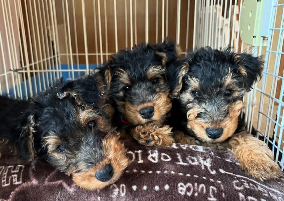 Welsh Terrier image 1