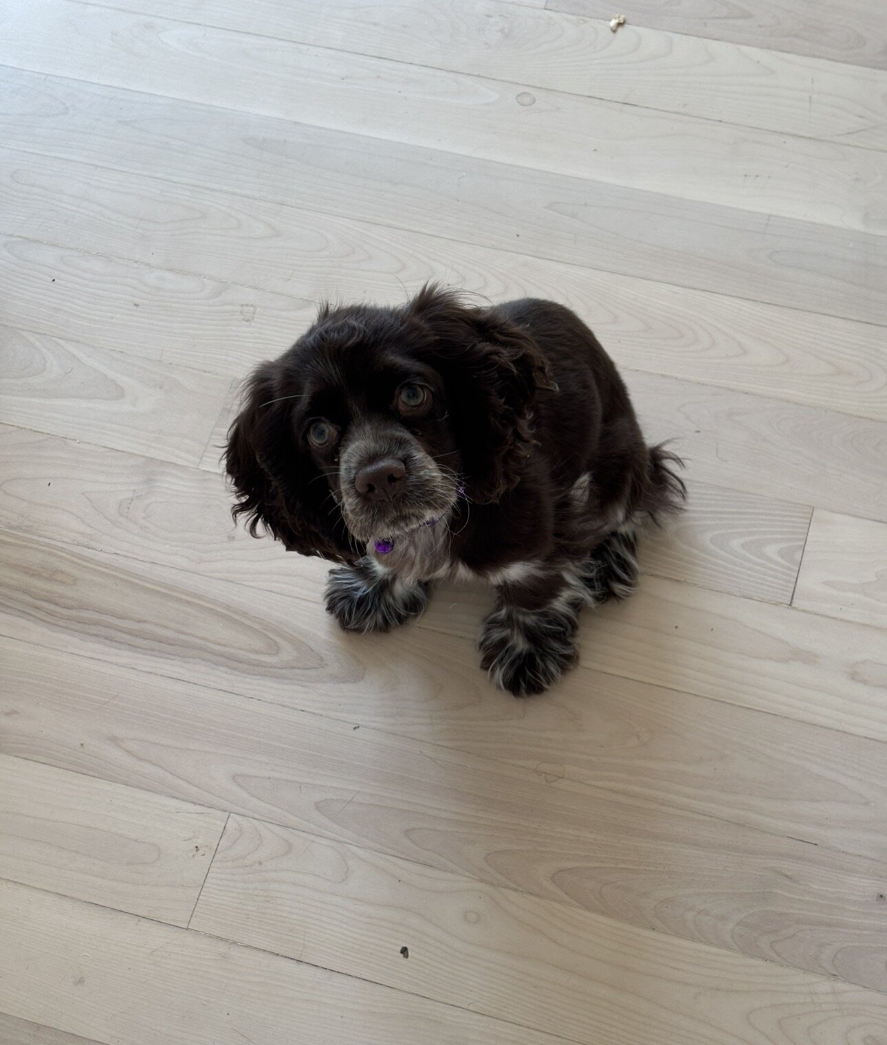 Cocker Spaniel Puppy — Coco 🐾🦴 image 2