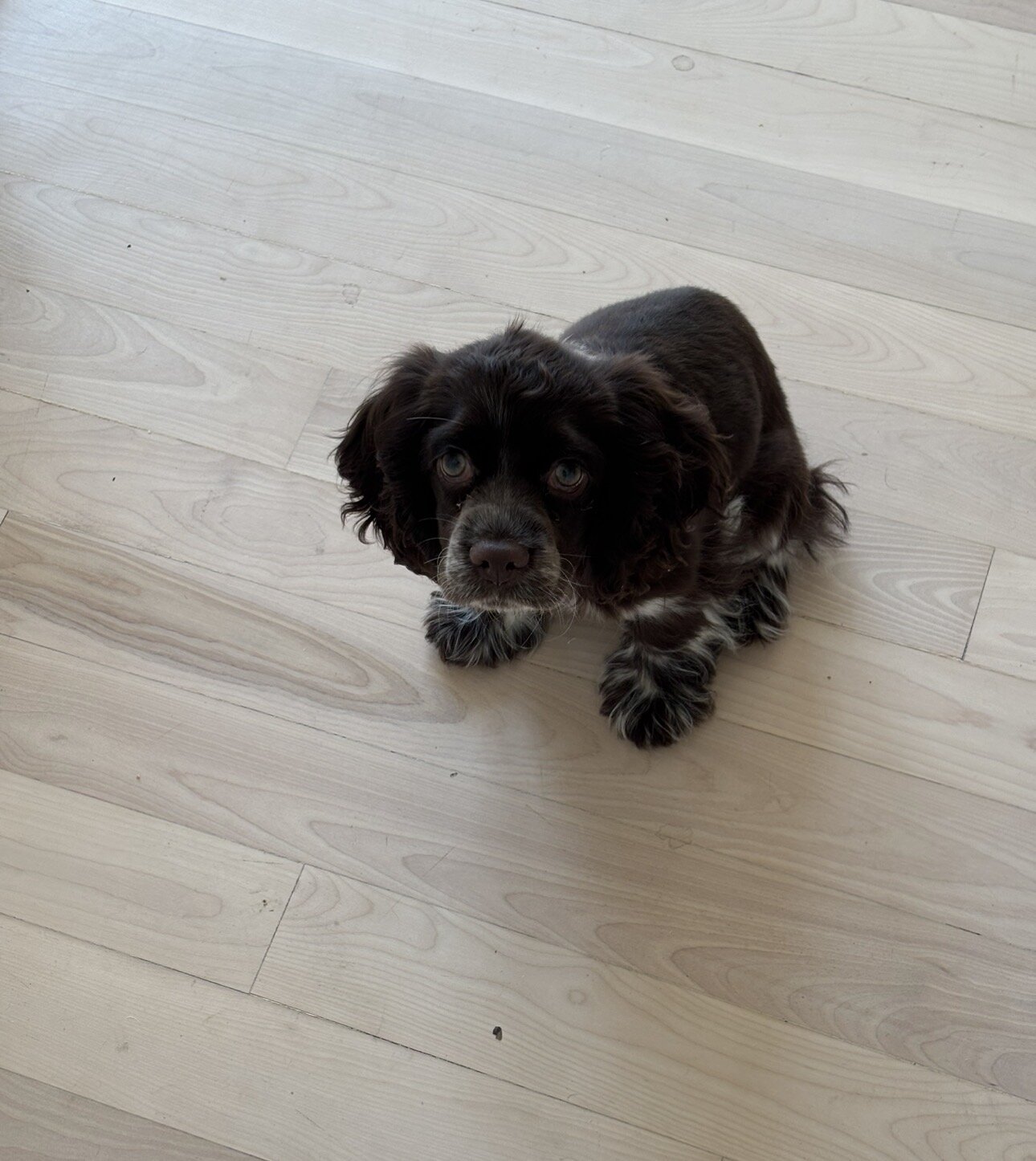 Cocker Spaniel Puppy — Coco 🐾🦴 image 3