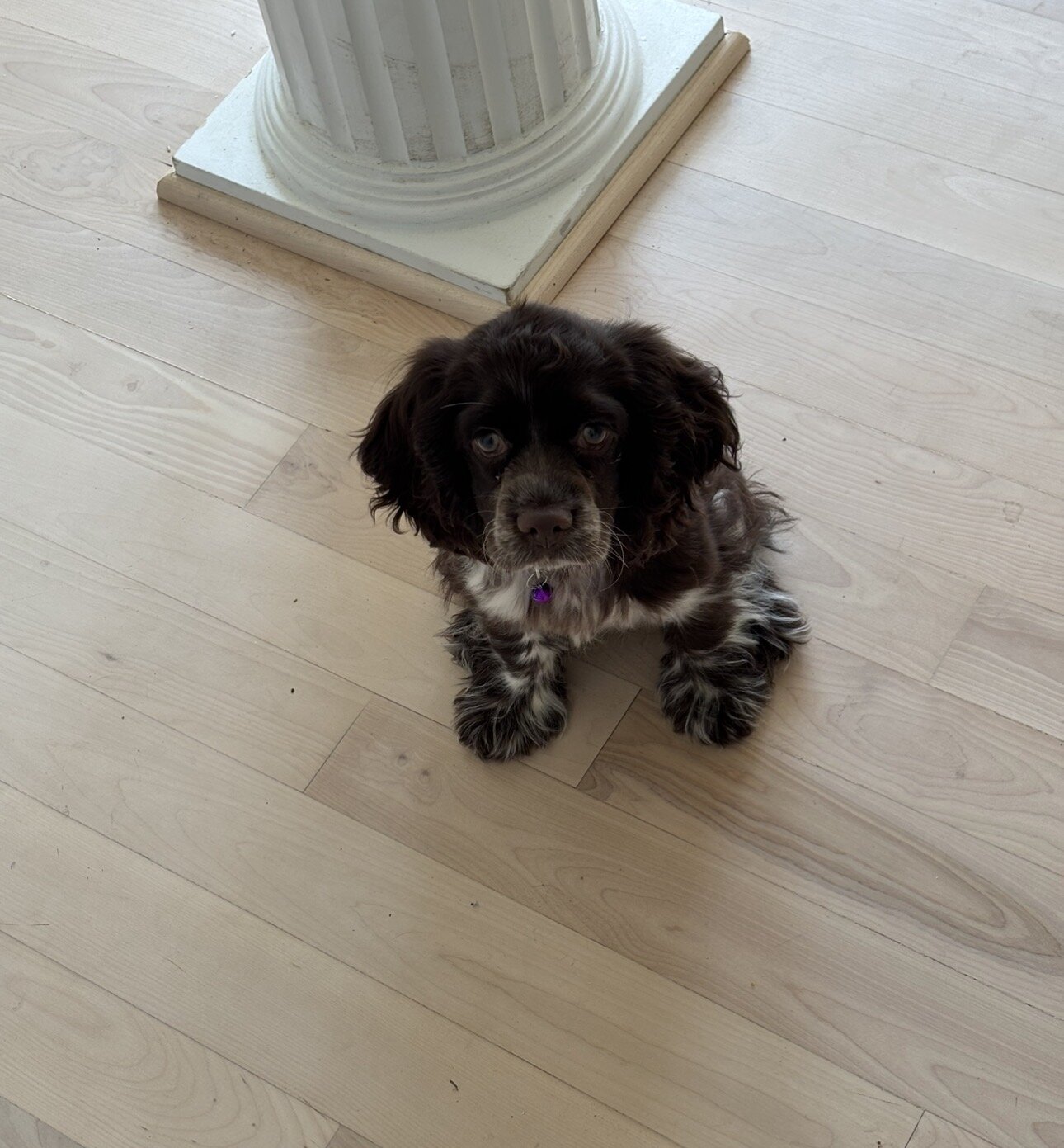 Cocker Spaniel Puppy — Coco 🐾🦴 image 4