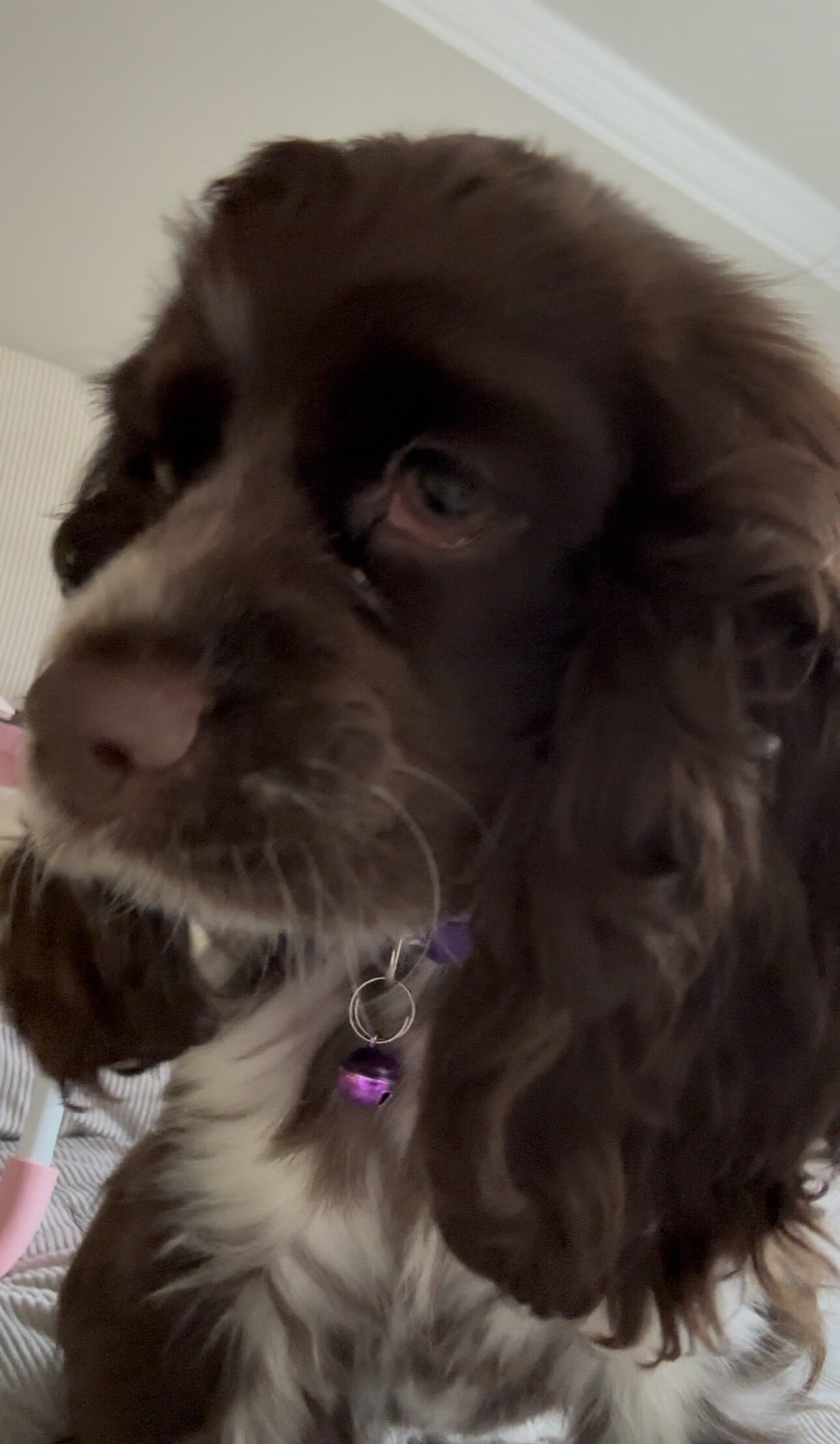 Cocker Spaniel Puppy — Coco 🐾🦴 image 1
