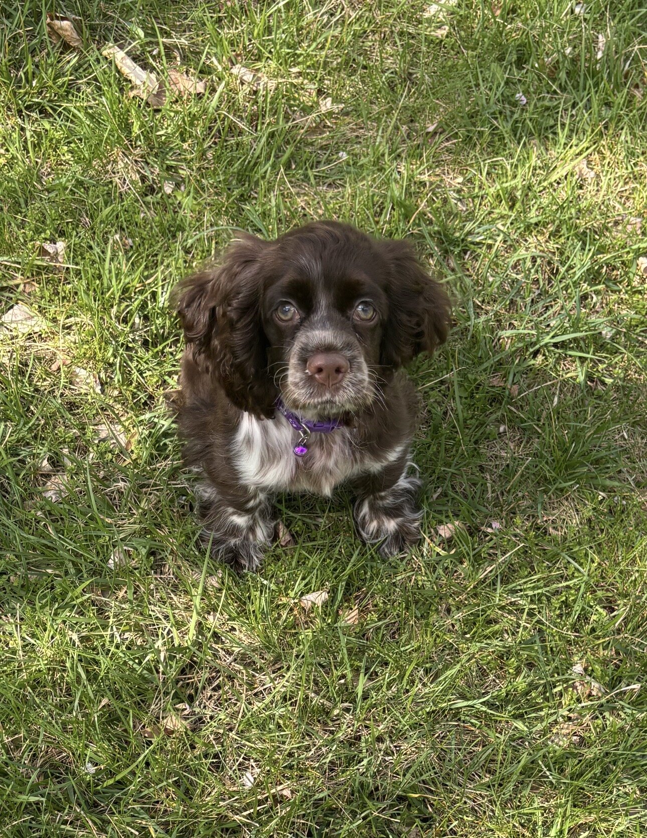 Cocker Spaniel Puppy — Coco 🐾🦴 image 5