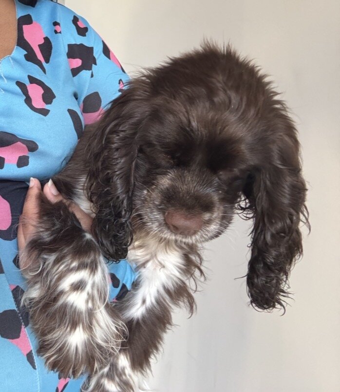 Cocker Spaniel Puppy — Coco 🐾🦴 image 6