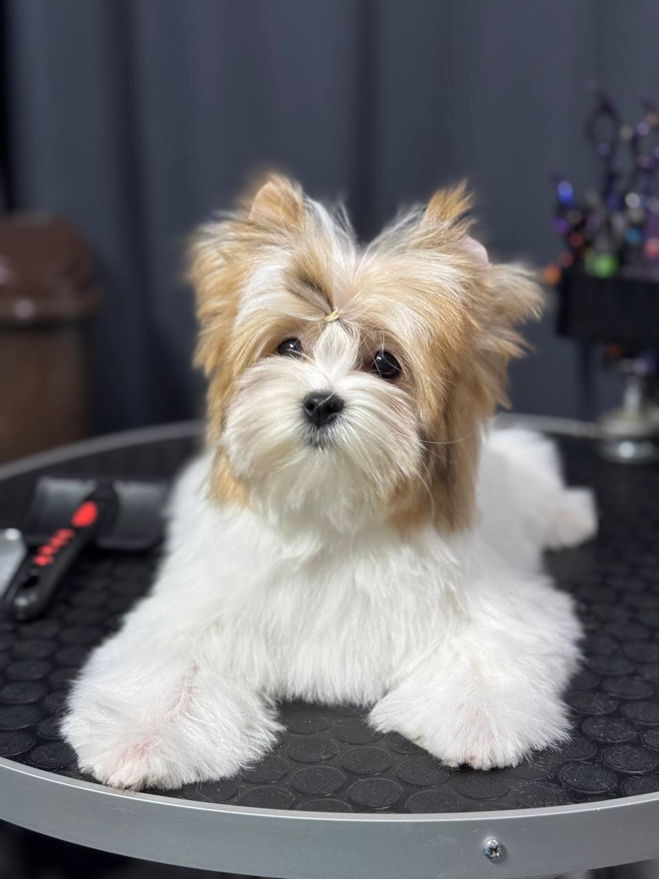 Yorkshire Terrier puppies image 2