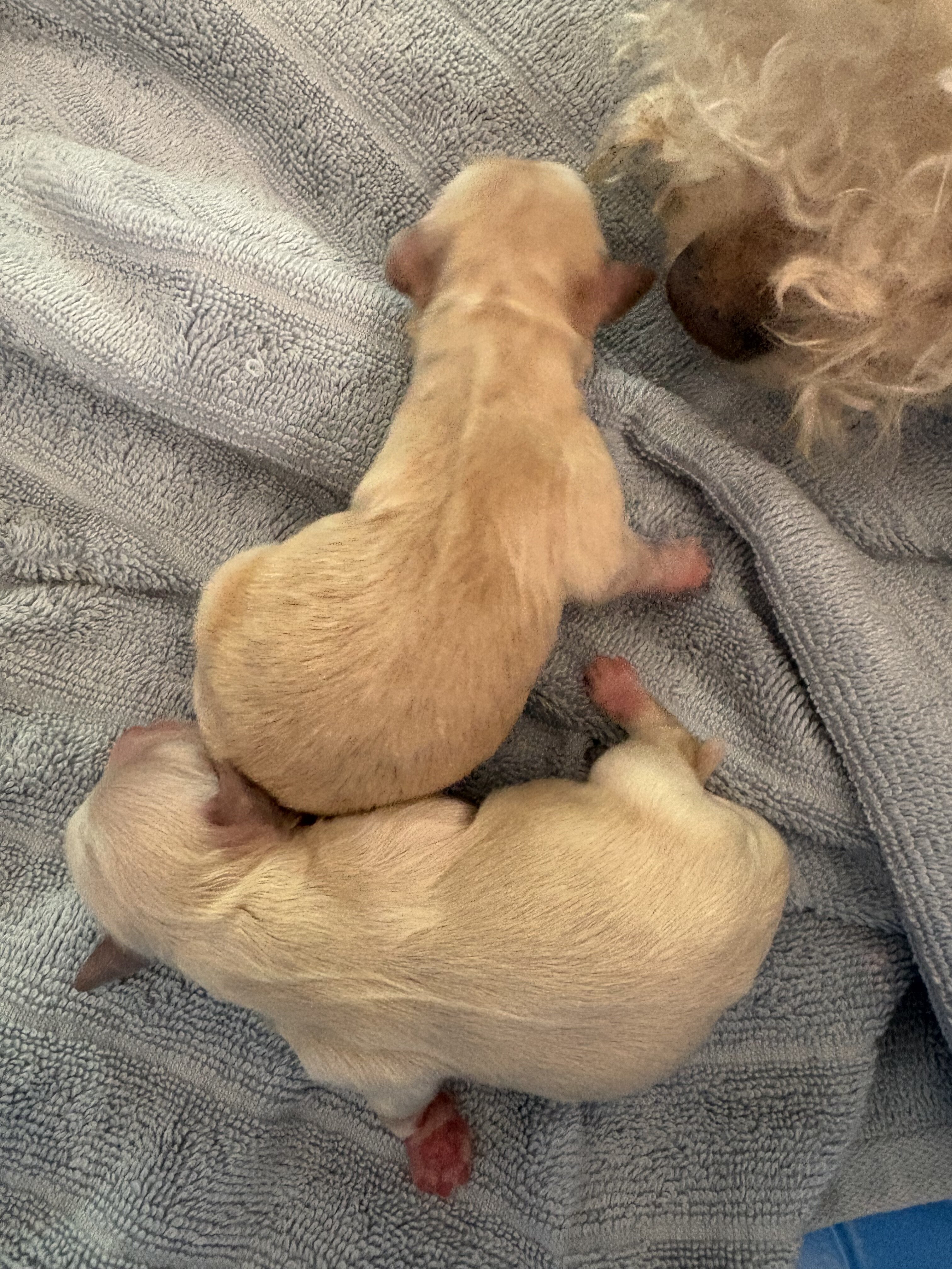 Maltipoo image 2
