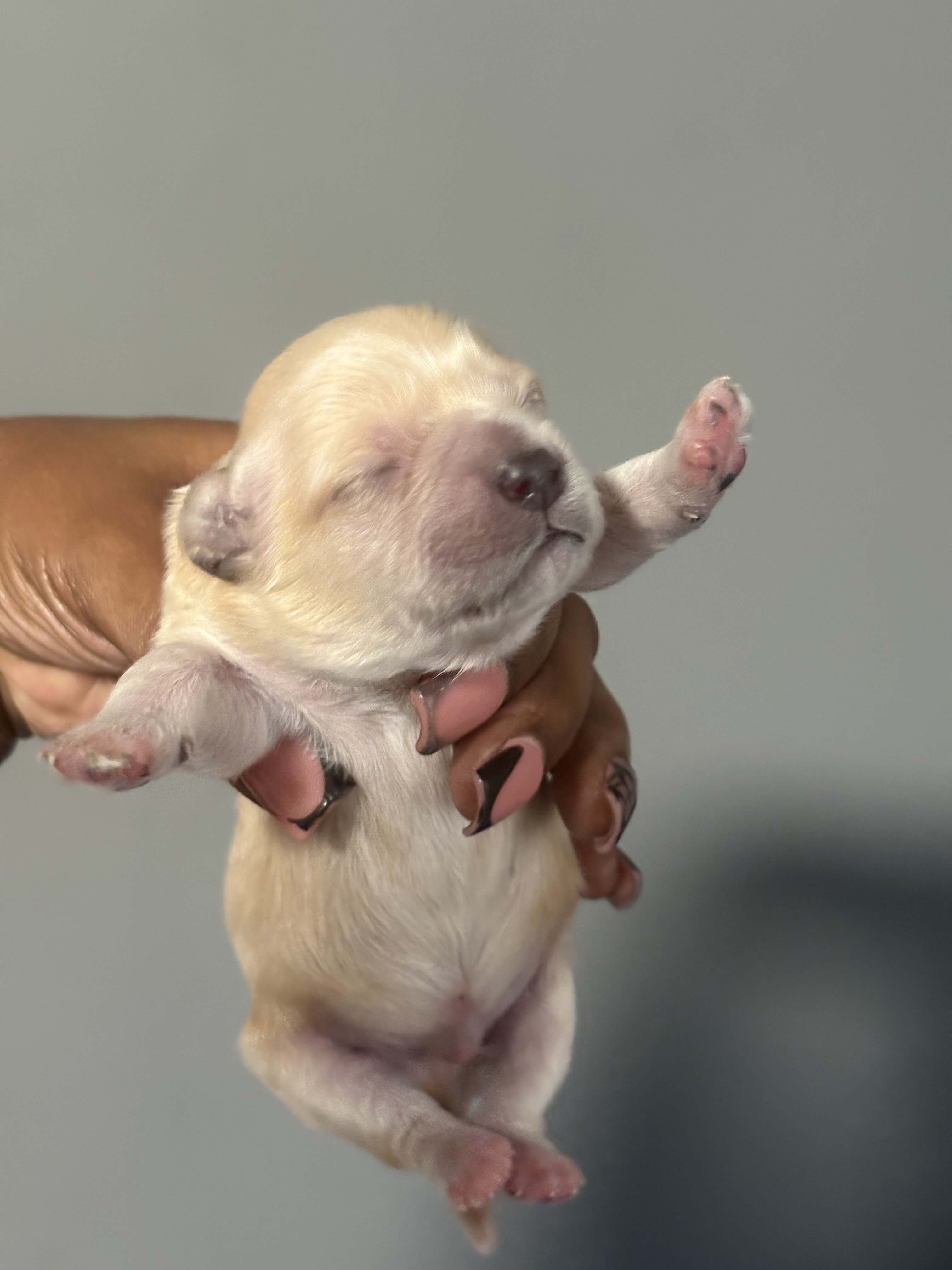 Maltipoo image 3