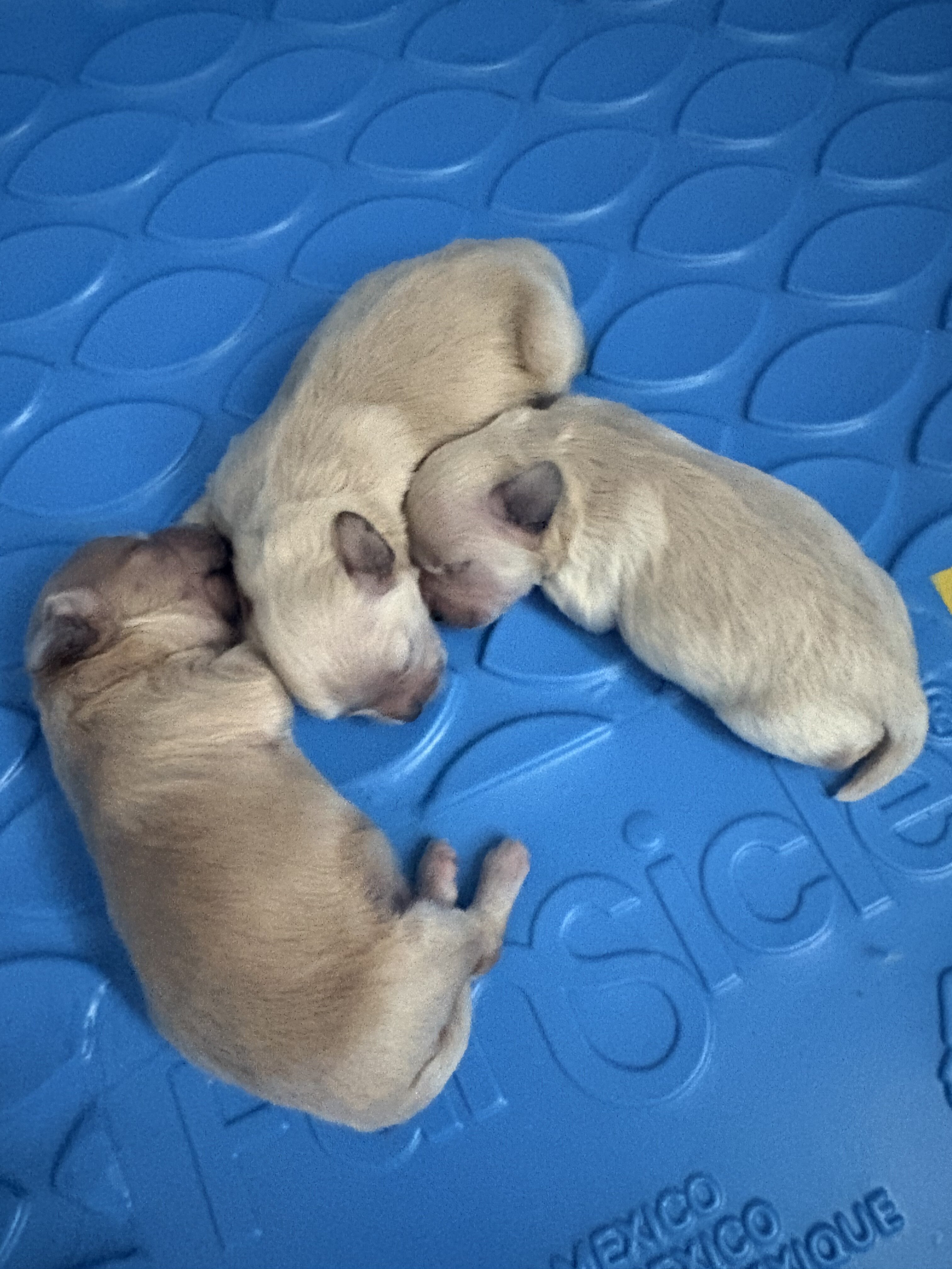 Maltipoo image 4