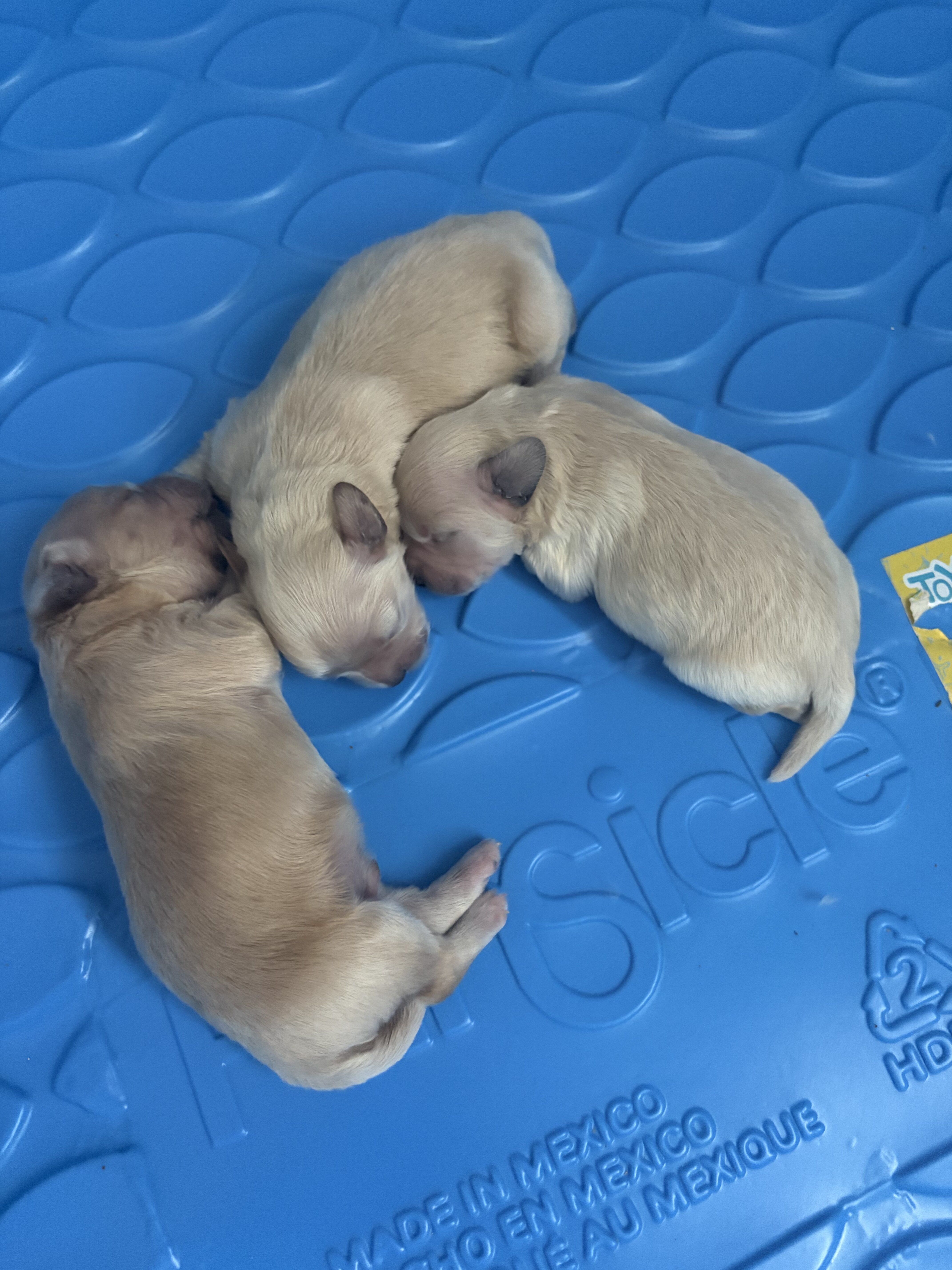 Maltipoo image 1