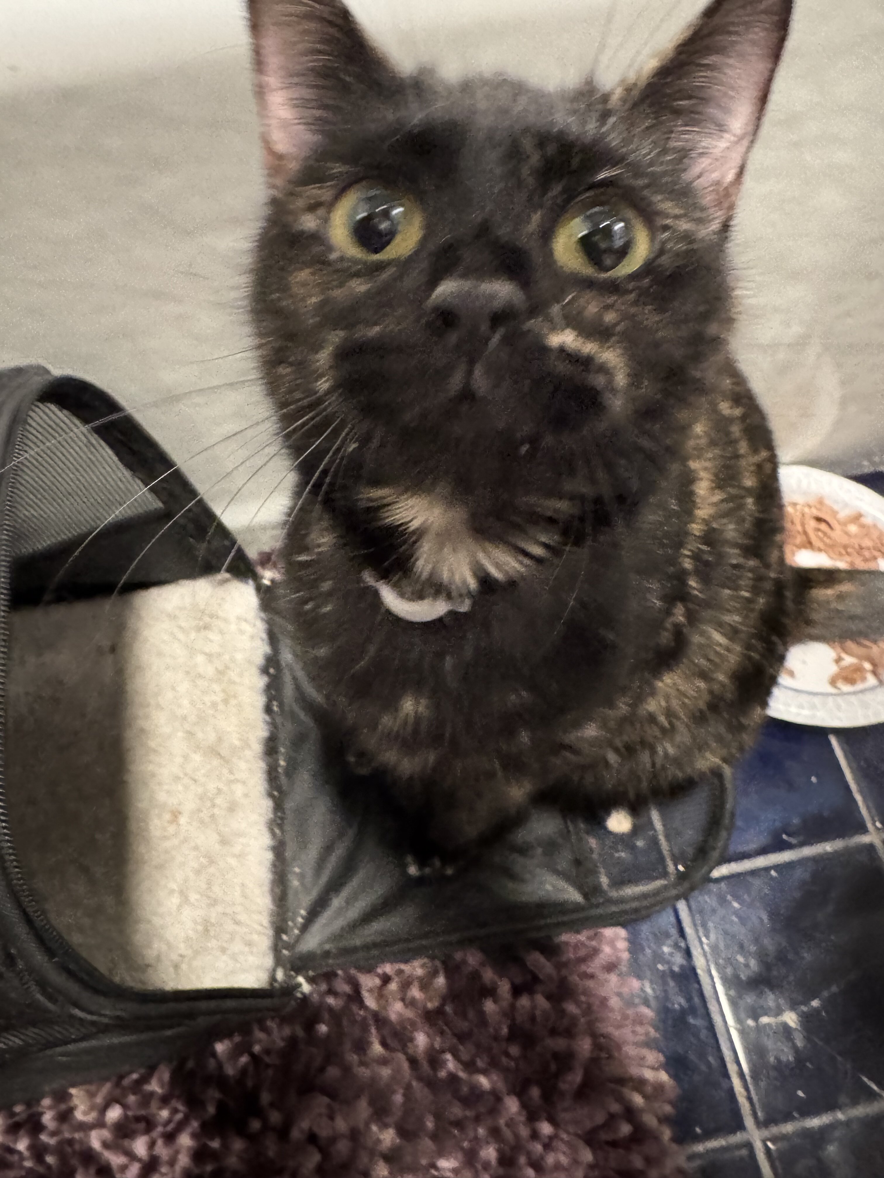 CAT - domestic short haired tortie (female) image 1