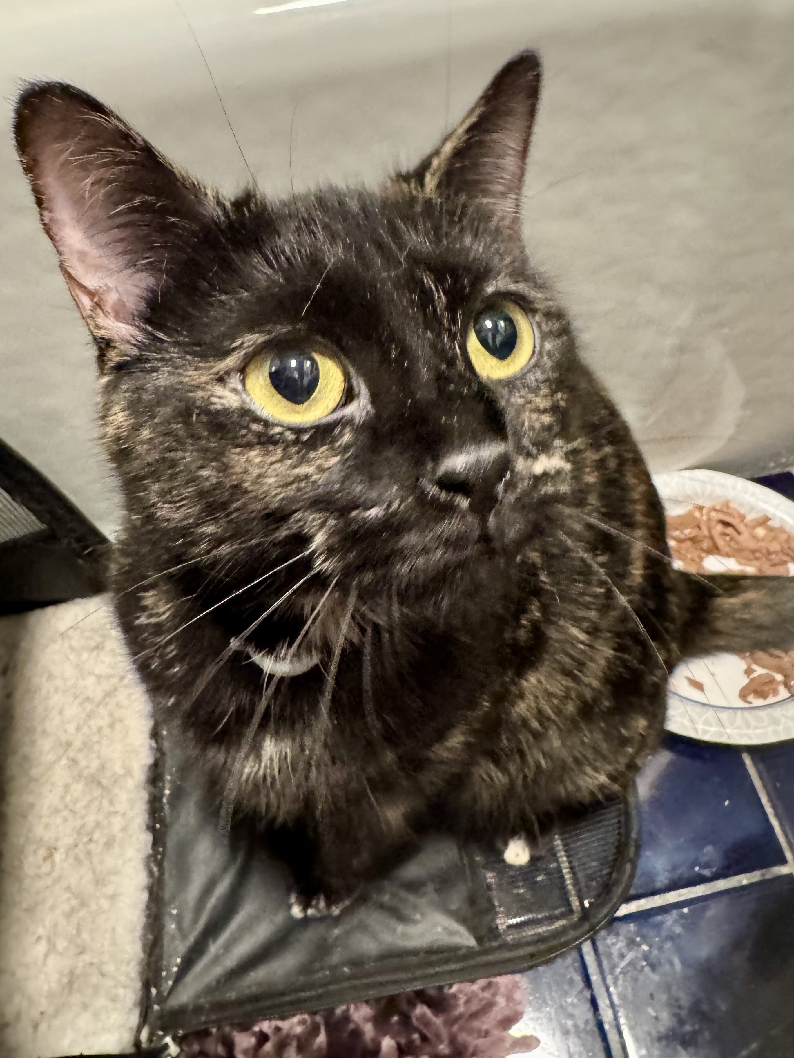 CAT - domestic short haired tortie (female) image 3