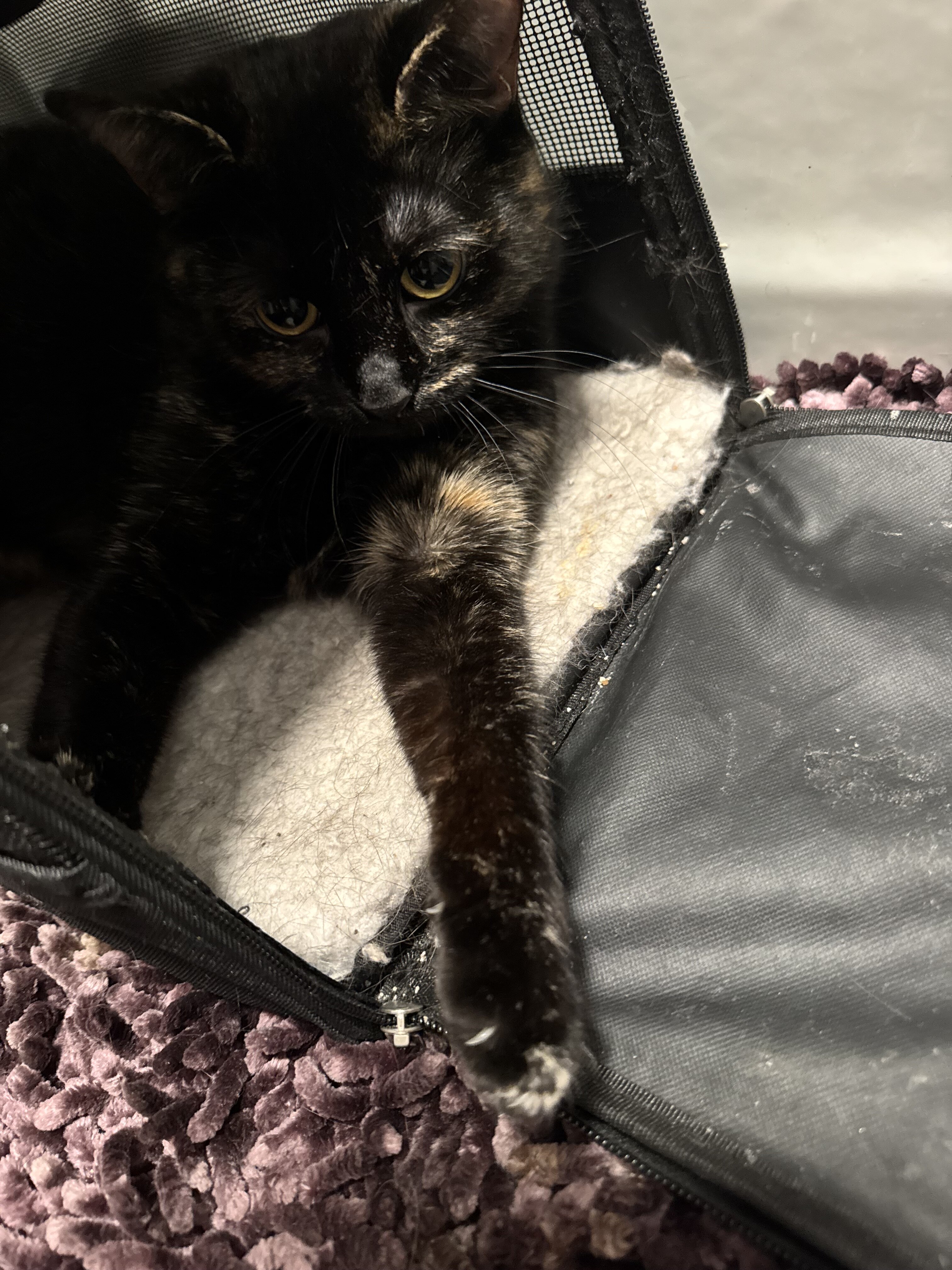 CAT - domestic short haired tortie (female) image 2