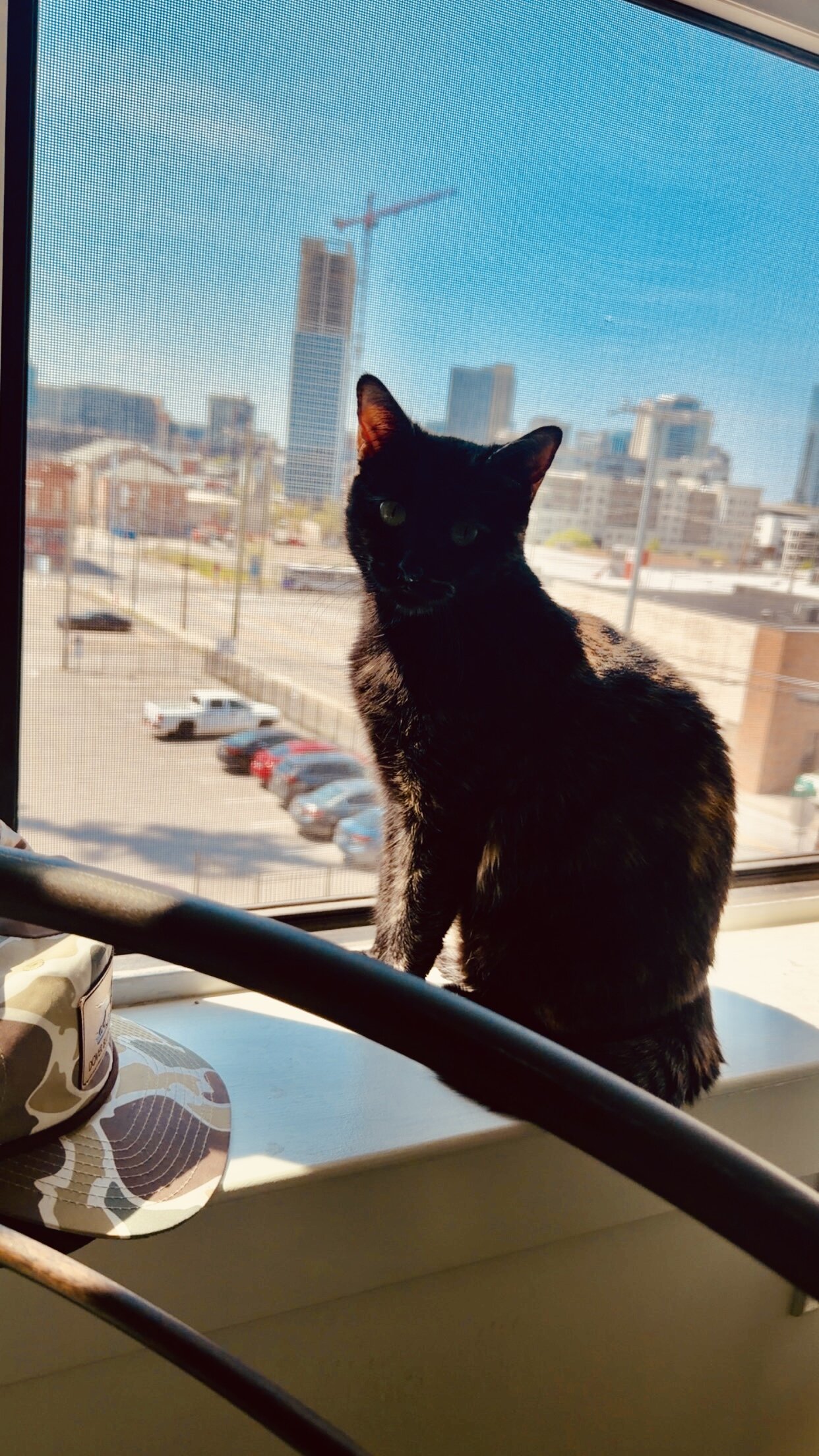 CAT - domestic short haired tortie (female) image 5