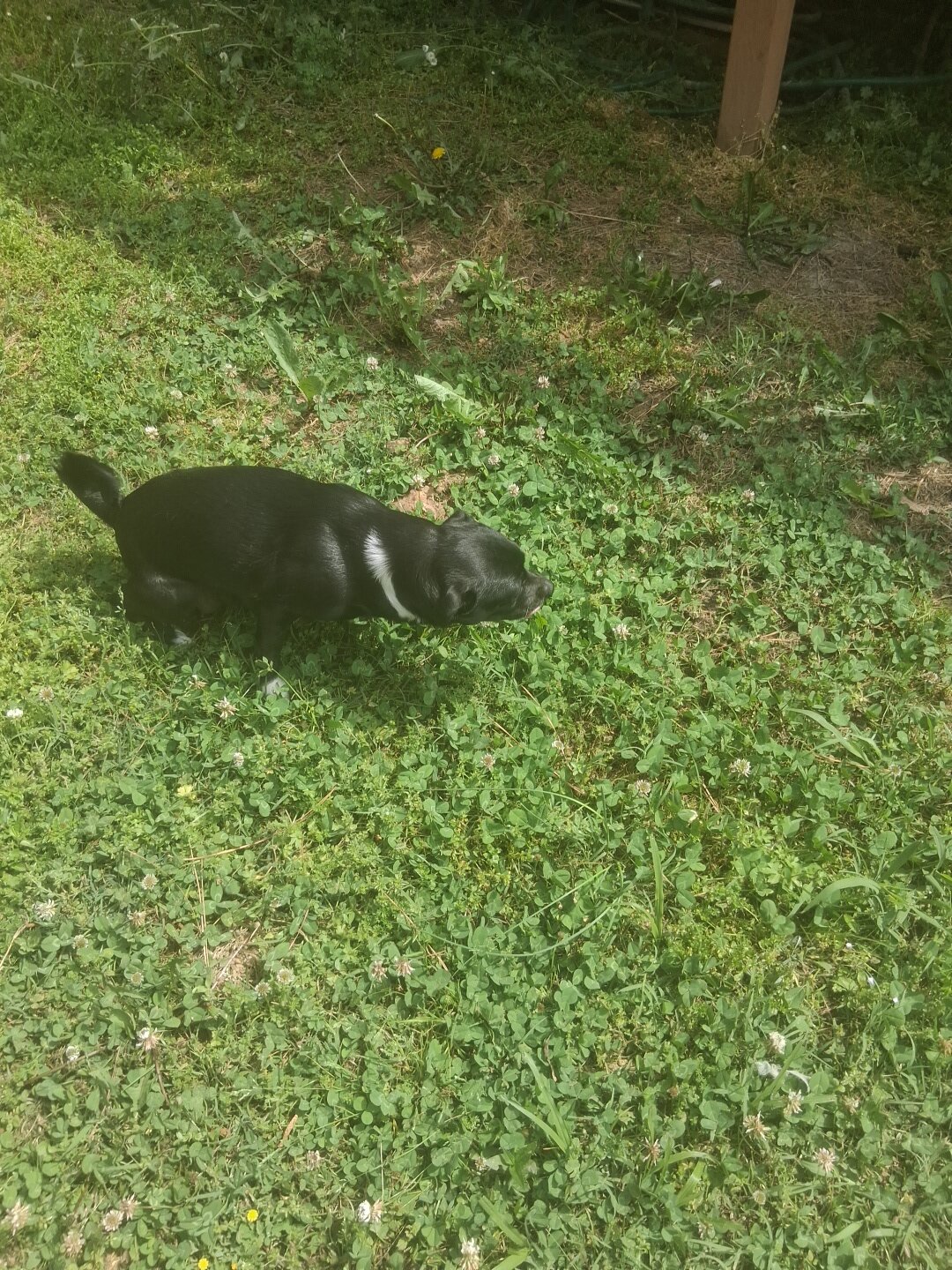 Dog image 1